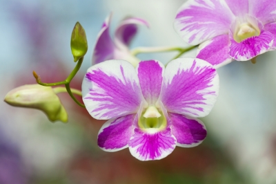 Tendencias en ramos de novia: la elegancia de las orquídeas