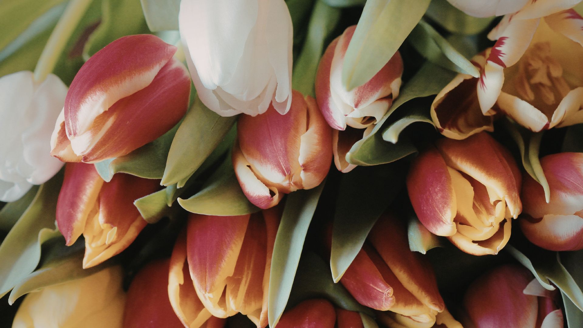 tulipanes para un ramo de novia original